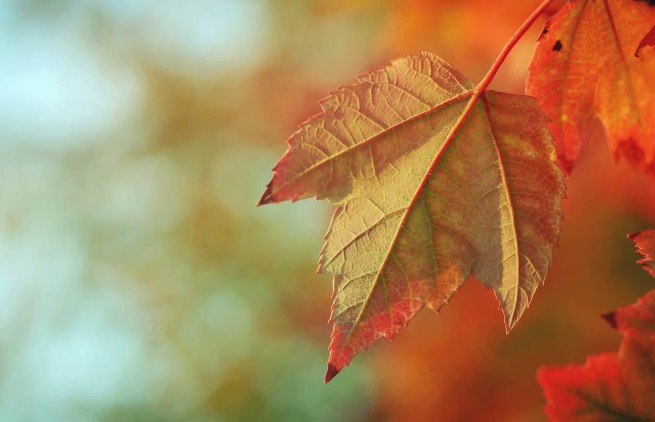 Brown Maple Leaves on Tree