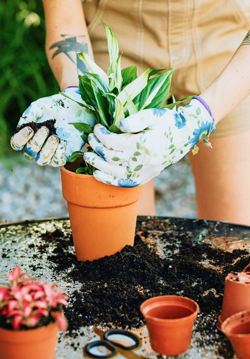 Person Potting Plants