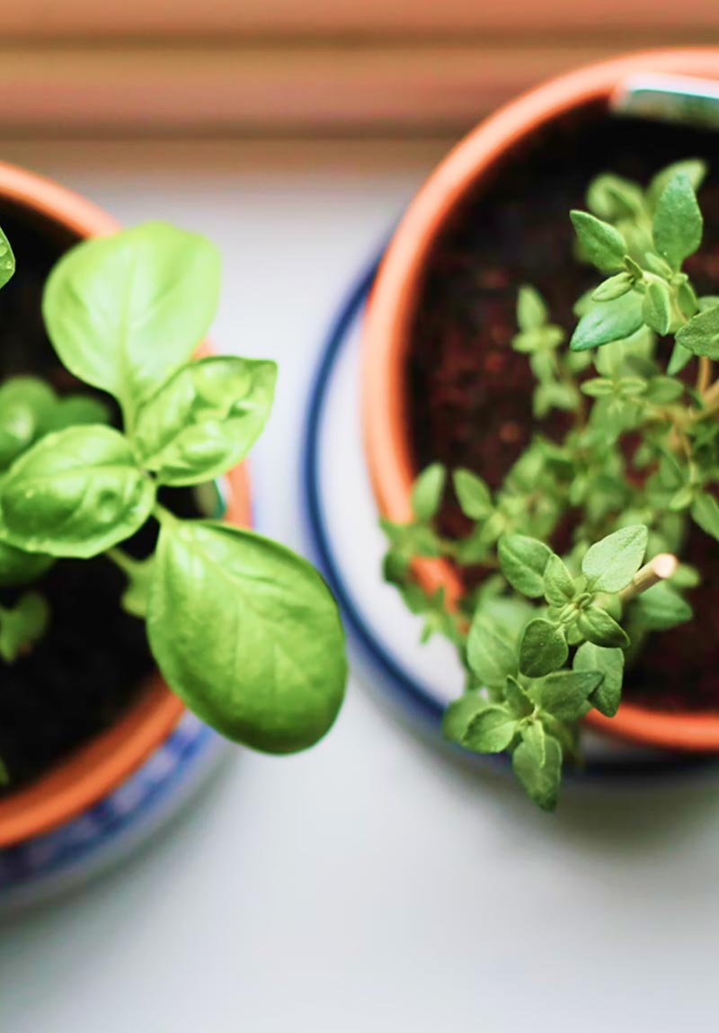 Potted Herbs